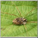 Platybunus cf bucephalus - Weberknecht 02.jpg